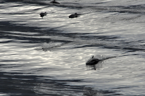 Melanie Heinrich Images - Alaska